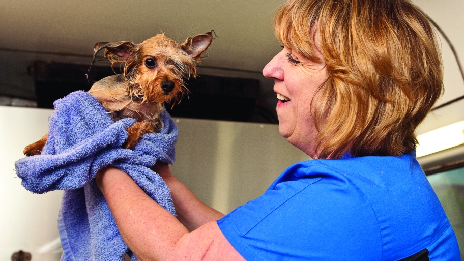 groomer wrapping a wet dog in a towel